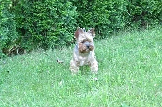 Prześliczny Yorkshire Terrier - GRATIS.,  mazowiec