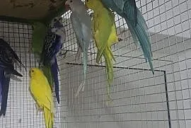 Papugi aleksandretty, Nowy Sącz