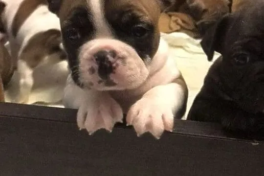 Sczeniaki Buldog Francuski