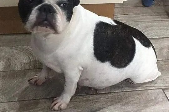 Sczeniaki Buldog Francuski, Pomorskie, Słupsk