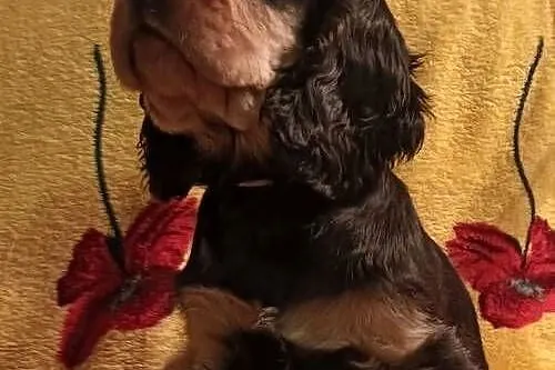 Szczeniak czarny podpalany Cocker spaniel ang FCI