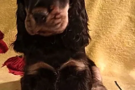 Szczeniak czarny podpalany Cocker spaniel ang FCI, Pomorskie, Gdynia