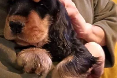 Szczeniak czarny podpalany Cocker spaniel ang FCI, Pomorskie, Gdynia