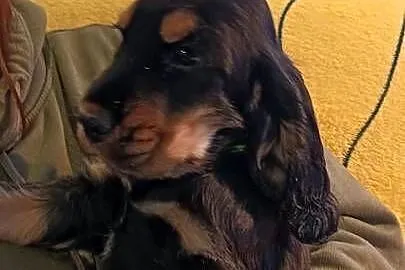 Szczeniak czarny podpalany Cocker spaniel ang FCI, Pomorskie, Gdynia