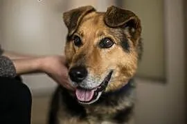 Borys - psiak, który zasługuje na lepsze życie,  ś, Bielsko-Biała