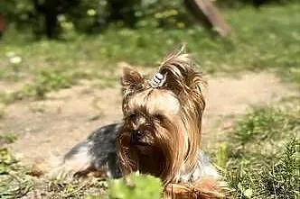 York Shire Terrier, Pomorskie, Starogard Gdański