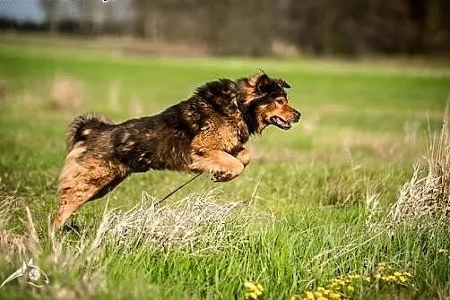 BROOKLYN - piękna, siła, inteligencja - 40 kg wspa