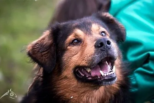 BROOKLYN - piękna, siła, inteligencja - 40 kg wspa