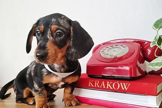 SUCZKA Jamnik krótkowłosy Czarna podpalana AQUILA Kraków