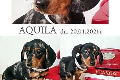 SUCZKA Jamnik krótkowłosy Czarna podpalana AQUILA Kraków, Małopolskie, Kraków
