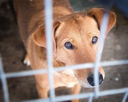 Bruno sympatyczny młodzieniec do adopcji, mazowie