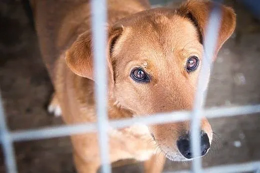 Bruno sympatyczny młodzieniec do adopcji,  mazowie