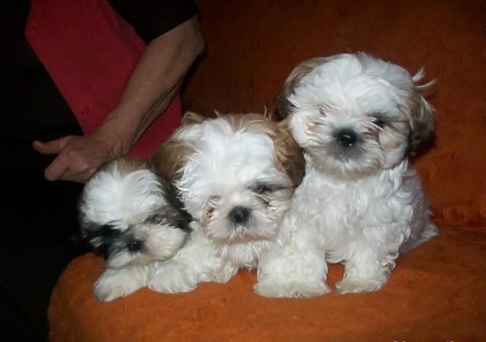 SHIH TZU kochane suczki