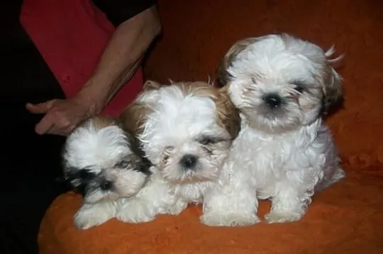 SHIH TZU kochane suczki