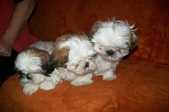 SHIH TZU kochane suczki