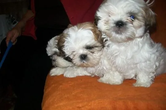 SHIH TZU kochane suczki