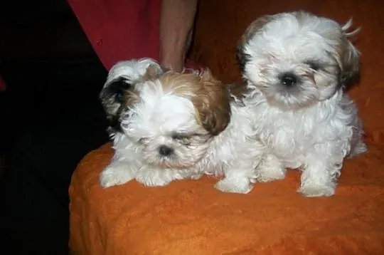 SHIH TZU kochane suczki