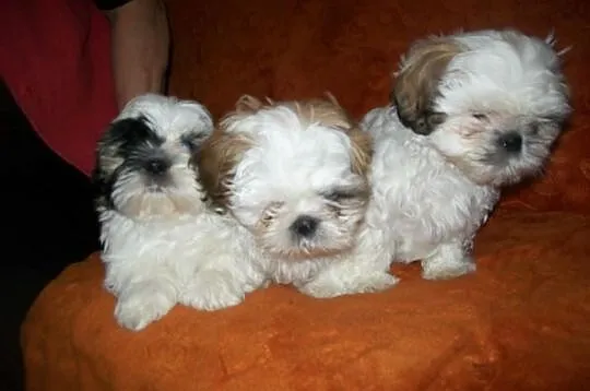 SHIH TZU kochane suczki