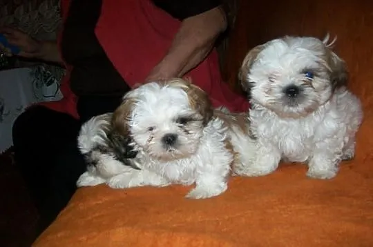 SHIH TZU kochane suczki