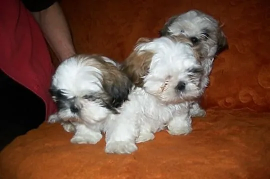 SHIH TZU kochane suczki