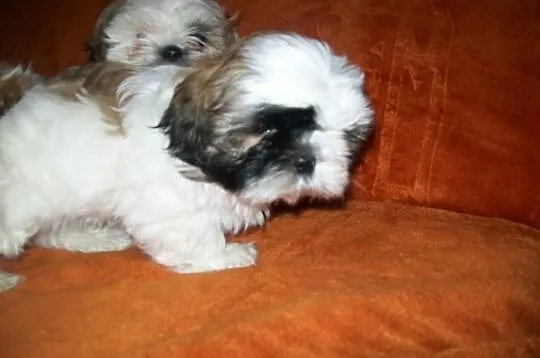 SHIH TZU kochane suczki