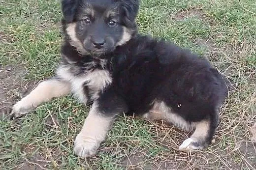 Pysia do adopcji szczeniak FILM,  łódzkie Skiernie