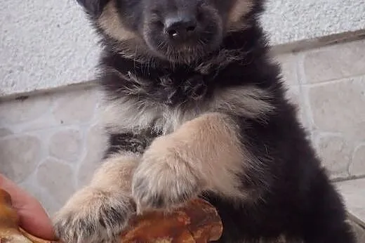 Pysia do adopcji szczeniak FILM,  łódzkie Skiernie