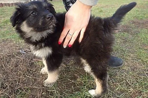 Pysia do adopcji szczeniak FILM,  łódzkie Skiernie