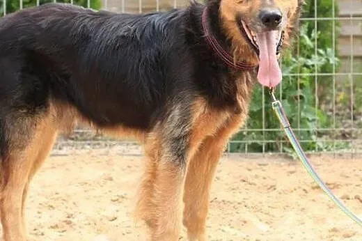 Flasz marzy o kochającym i odpowiedzialnym domku, 