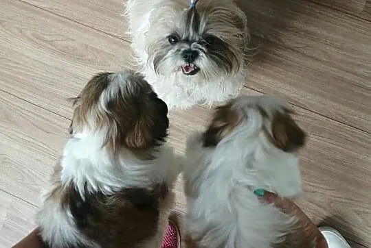 Shih Tzu Tricolor Gotowy do odbioru, Olsztyn