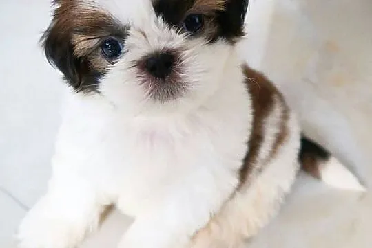 Shih Tzu Tricolor Gotowy do odbioru, Olsztyn