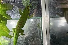 Felsumy madagaskarskie Grandis