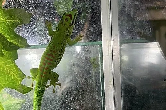 Felsumy madagaskarskie Grandis