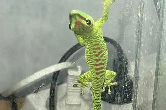 Felsumy madagaskarskie Grandis, Kujawsko-pomorskie, Gostkowo