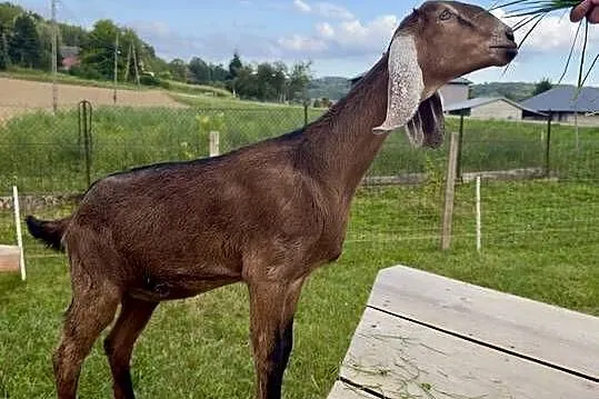 Koza Anglonubijska 100%, Podkarpackie, Godowa