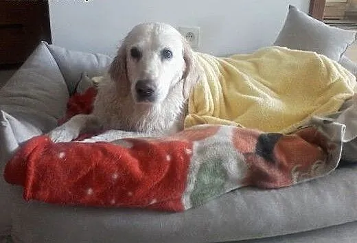 Golden retriever Joly czeka na dom, mazowieckie W