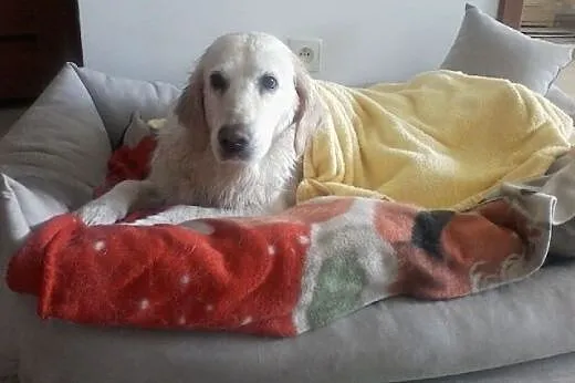 Golden retriever Joly czeka na dom,  mazowieckie W