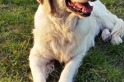 Golden retriever Joly czeka na dom,  mazowieckie W