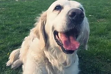 Golden retriever Joly czeka na dom,  mazowieckie W