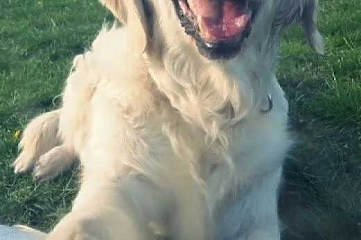 Golden retriever Joly czeka na dom,  mazowieckie W
