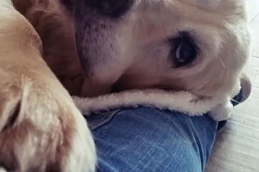 Golden retriever Joly czeka na dom,  mazowieckie W