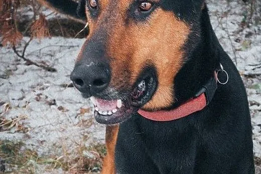 DRAGON -zjawiskowo piękny,Kocha dzieci, przyjaciel