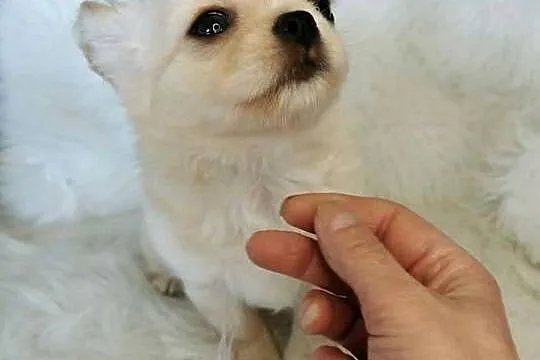 Chihuahua długowłosy ZKwP FCI
