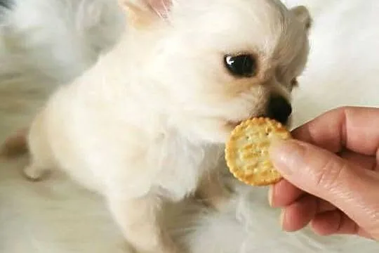 Chihuahua długowłosy ZKwP FCI, Dolnośląskie, Lubin