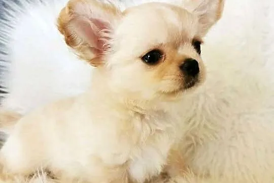 Chihuahua długowłosy ZKwP FCI, Dolnośląskie, Lubin