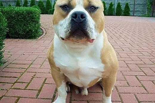 American Bully ABKC reproduktor, wielkopolskie Ko