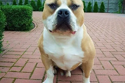 American Bully ABKC reproduktor,  wielkopolskie Ko
