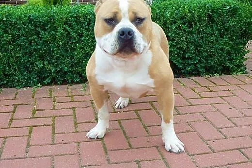 American Bully ABKC reproduktor,  wielkopolskie Ko