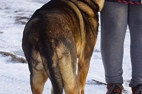 Portos, spokojny, lubiący inne psy, wpatrzony w cz