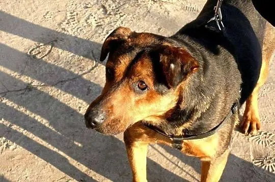 Łagodny Misiek z osiedla szuka domu!